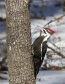 Arkansas Wildlife Magazine