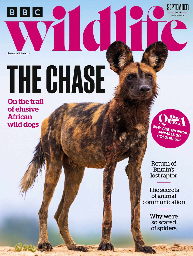 issue image
