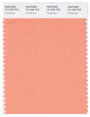 Pantone Smart 15-1239 TCX Color Swatch Card | Canteloupe