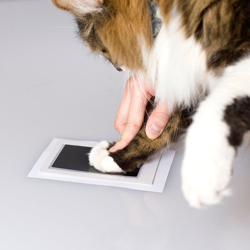 Pawprint Clean Touch Ink Pad - Black