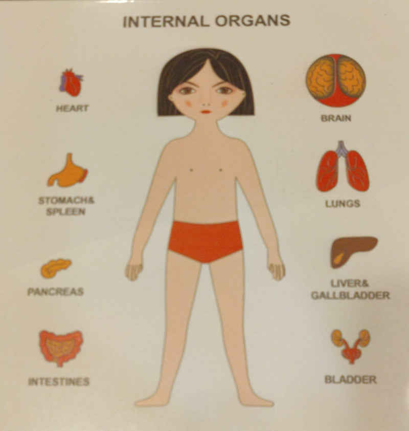 Internal Organs Human Anatomy Wooden Puzzle