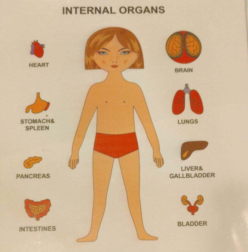 Internal Organs Human Anatomy Wooden Puzzle